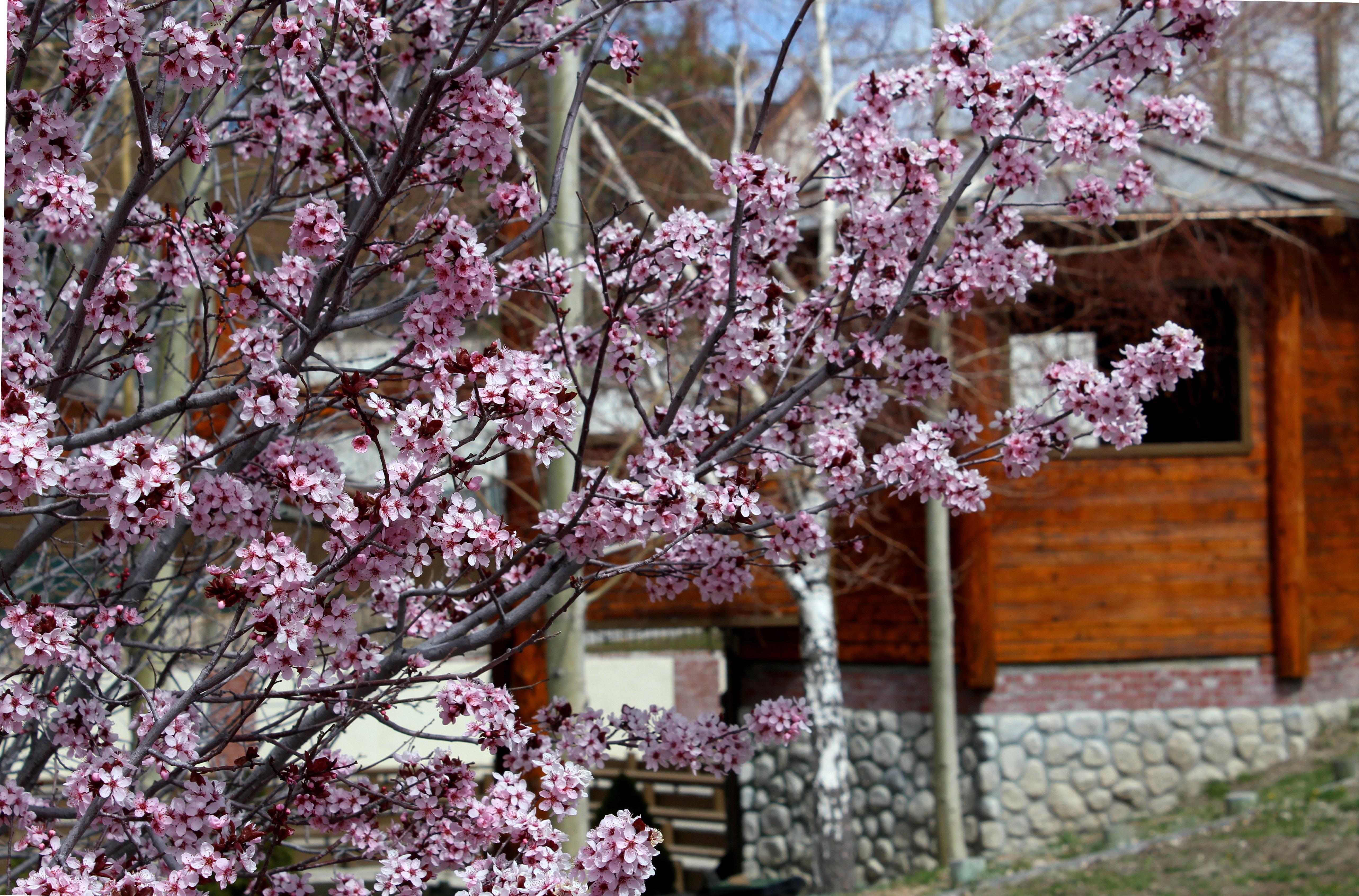 Holiday Inn Resort The Lodge At Big Bear Lake By Ihg Exterior foto