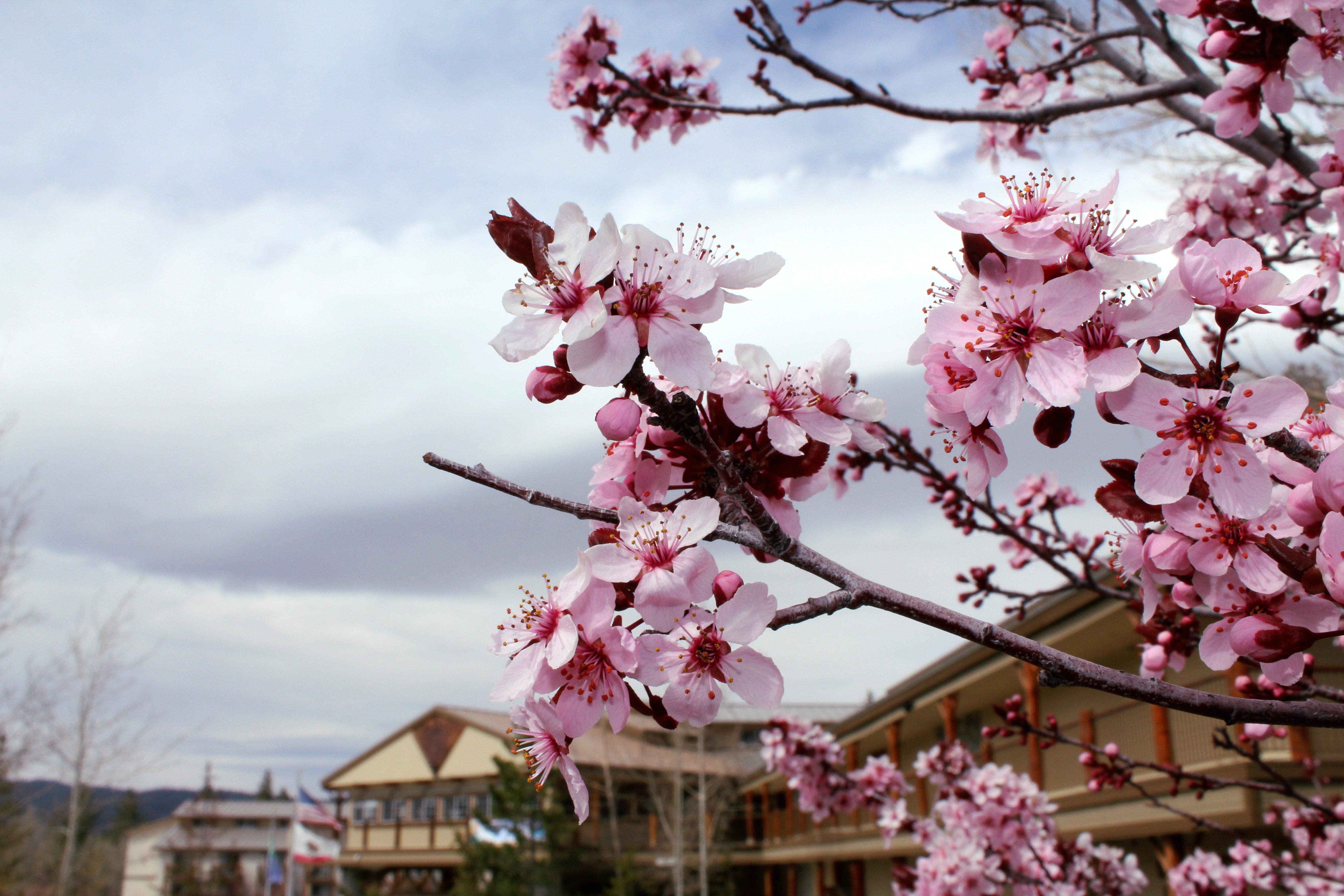 Holiday Inn Resort The Lodge At Big Bear Lake By Ihg Exterior foto